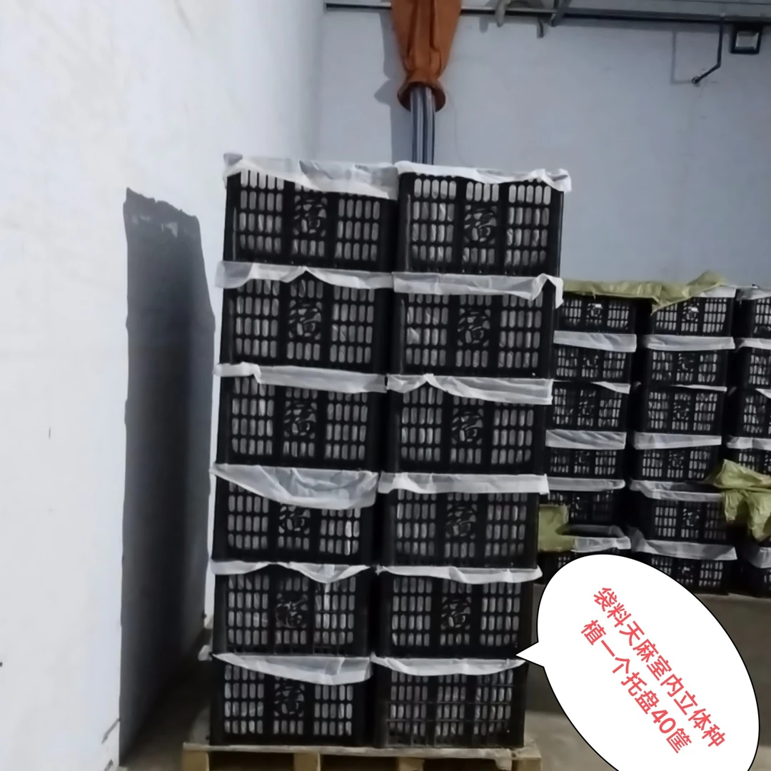 天麻种植室内每件含密环菌3斤,天麻种0.3斤基料26斤