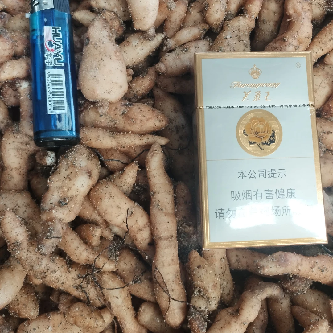 天麻零代种高频乌红杂交元500克包邮，偏远地区不包邮。