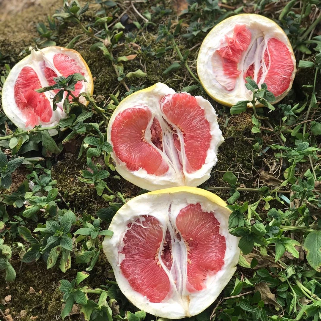 福建省平和琯溪蜜柚红肉蜜柚两个装5斤左右