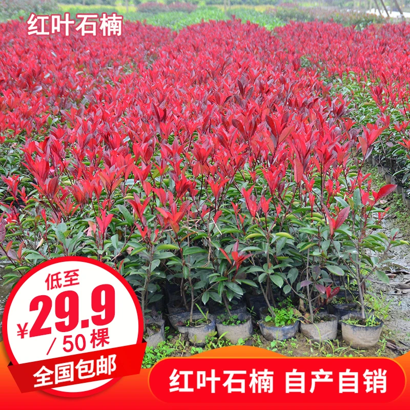 苗农哥红叶石楠树苗庭院绿化四季常青景观植物绿篱苗木盆栽