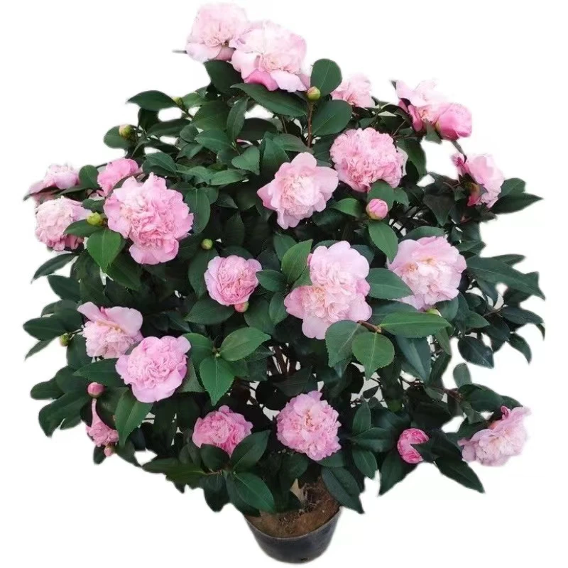香妃茶花 带花苞大花浓香 原盆原土发货