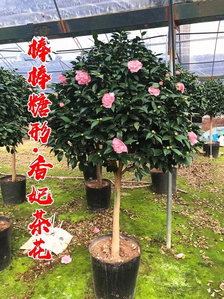 香妃茶花  开花粉色带香味 原盆原土发货包邮