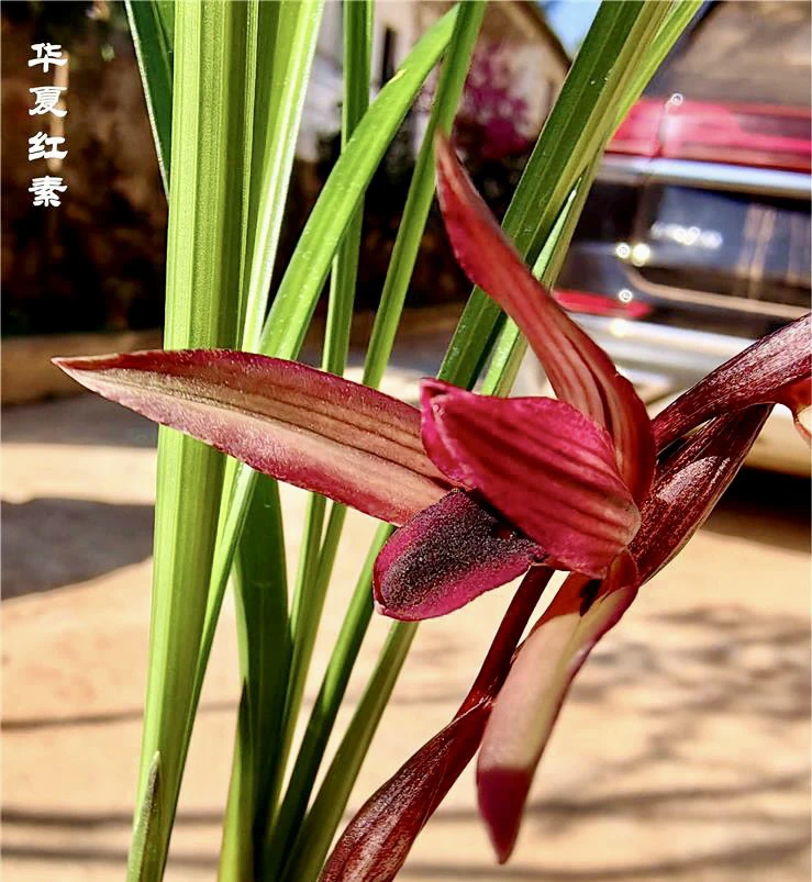 【华夏红素】春兰名品 老种3苗 花开浓香 好养易活 对版