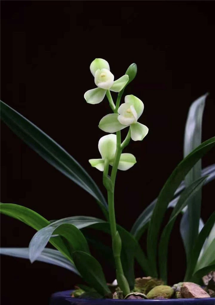 【掌上明珠】建兰名品 老种3苗 花开浓香对版高档养兰