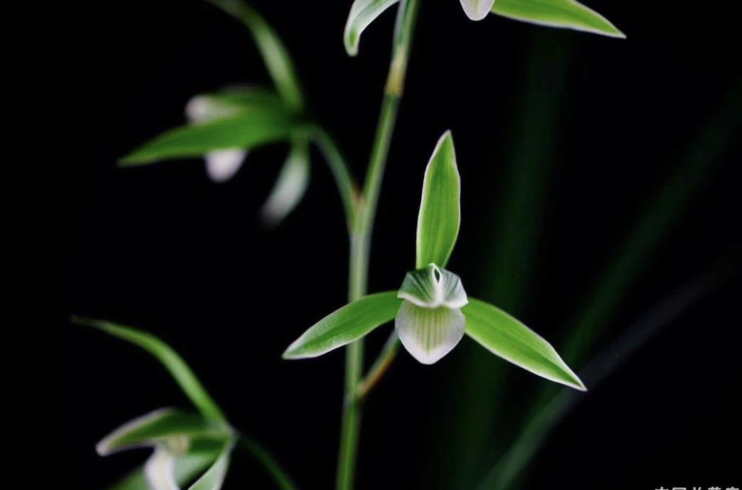 【三清冠】兰花寒兰名品 老种2苗 花开浓香 好养易活 对版