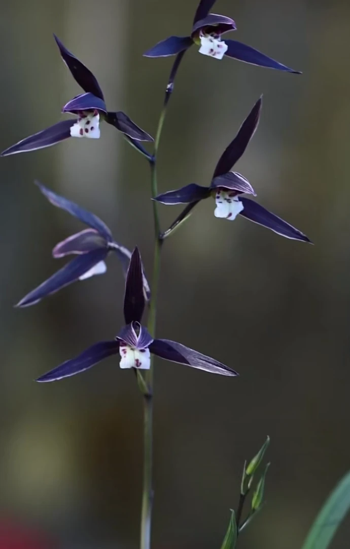 【紫薇】寒兰名品 兰花老种2苗 花开浓香 好养易活 对版