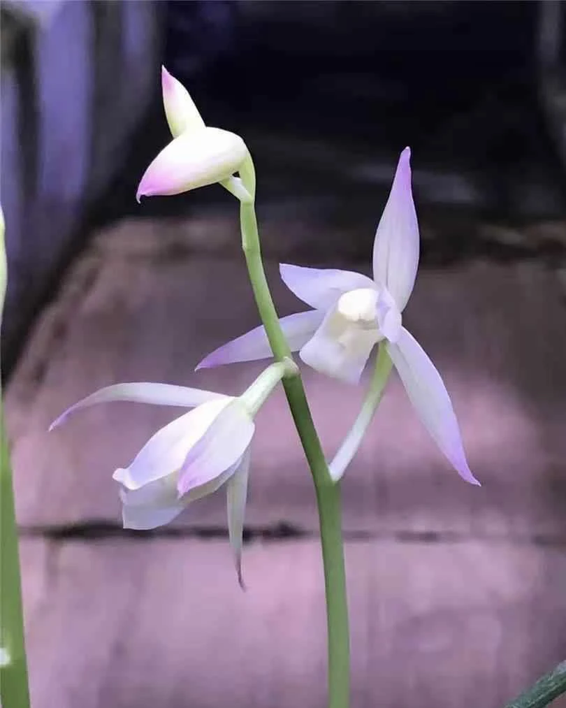 【蜜雪儿】建兰名品 老种2苗 花开浓香对版高档养兰