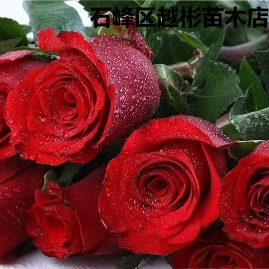 红玫瑰520福利 30枝29.9 送配草高原红云南昆明基地鲜花漂亮点缀