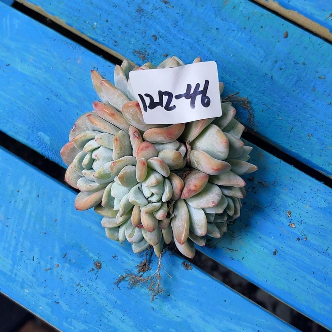 【闪购商品】X*1212-46星影