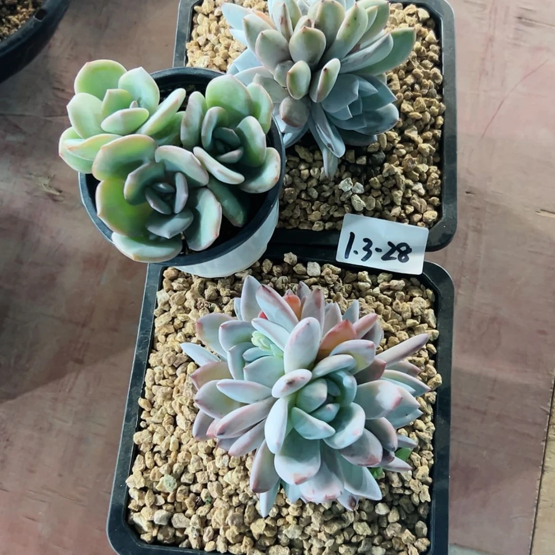 【闪购商品】独***欢1.3-28组合3颗