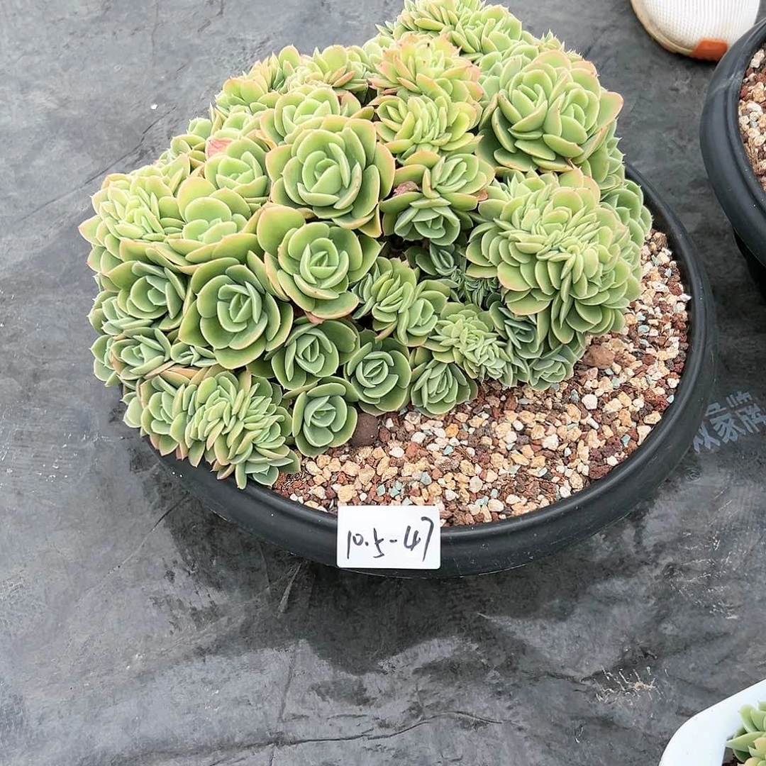 10.5-47大星娜塔缀多肉