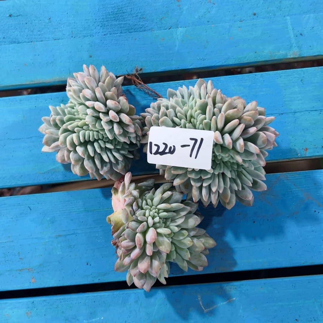 【闪购商品】畅*1220-71橙子缀组合3颗