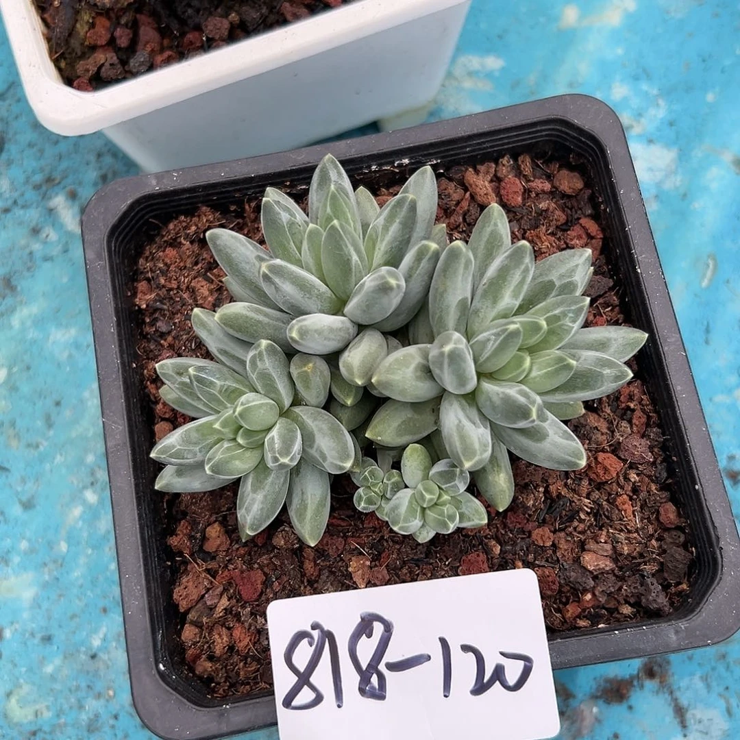 818-120乌拉克拉多头