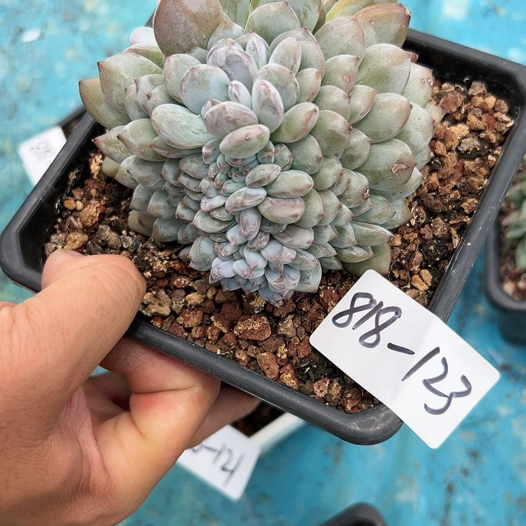818+123橙子缀多肉
