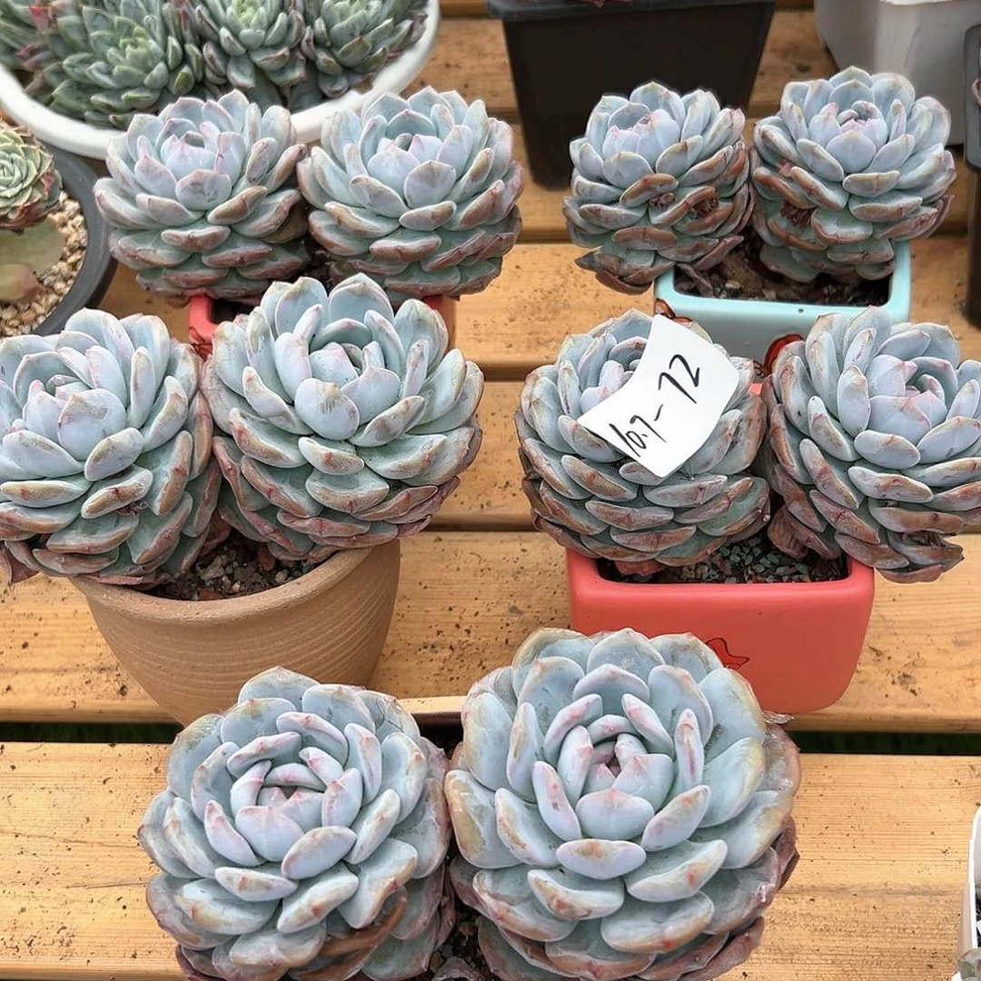 107-72双头星影随机多肉