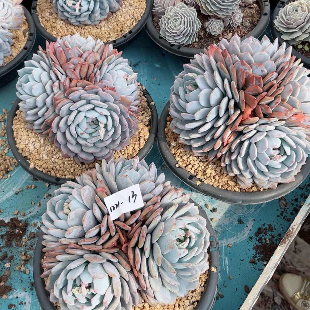 【闪购商品】青**在1221-13大橙子组合3颗