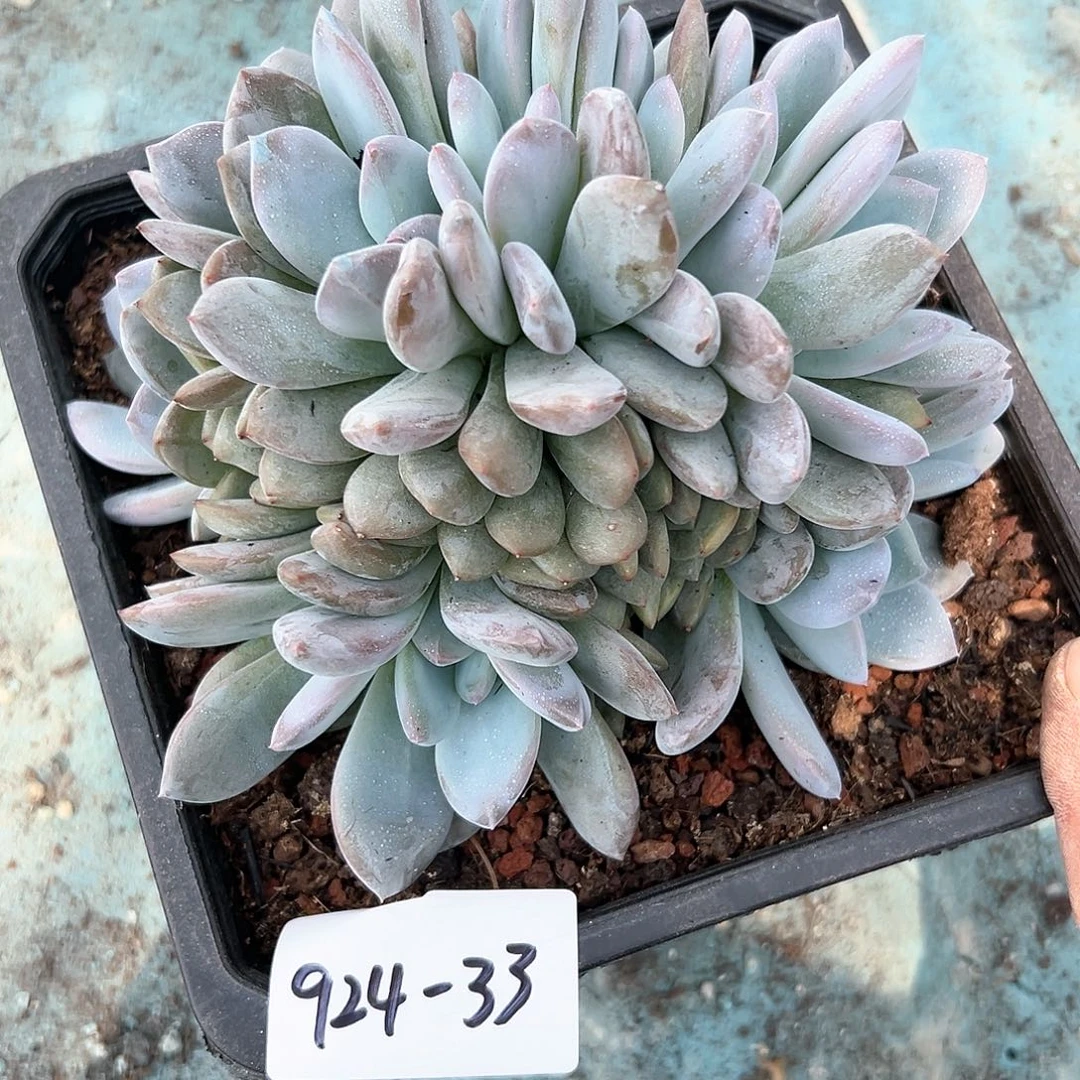 924-33橙子朵朵缀多肉