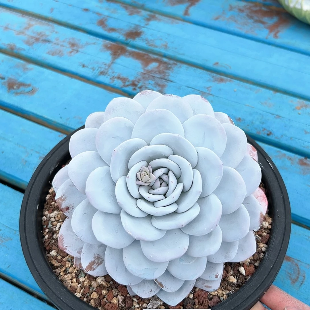 1031-78雪莲单头多肉