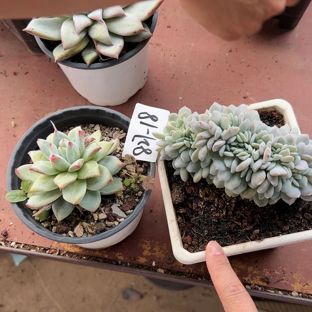 827-18组合2颗多肉