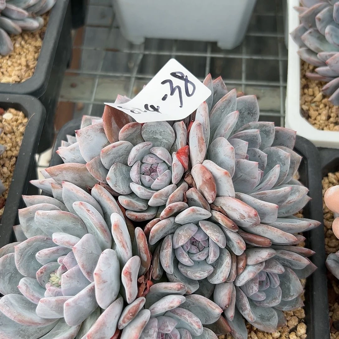 824-38石榴籽8头多肉