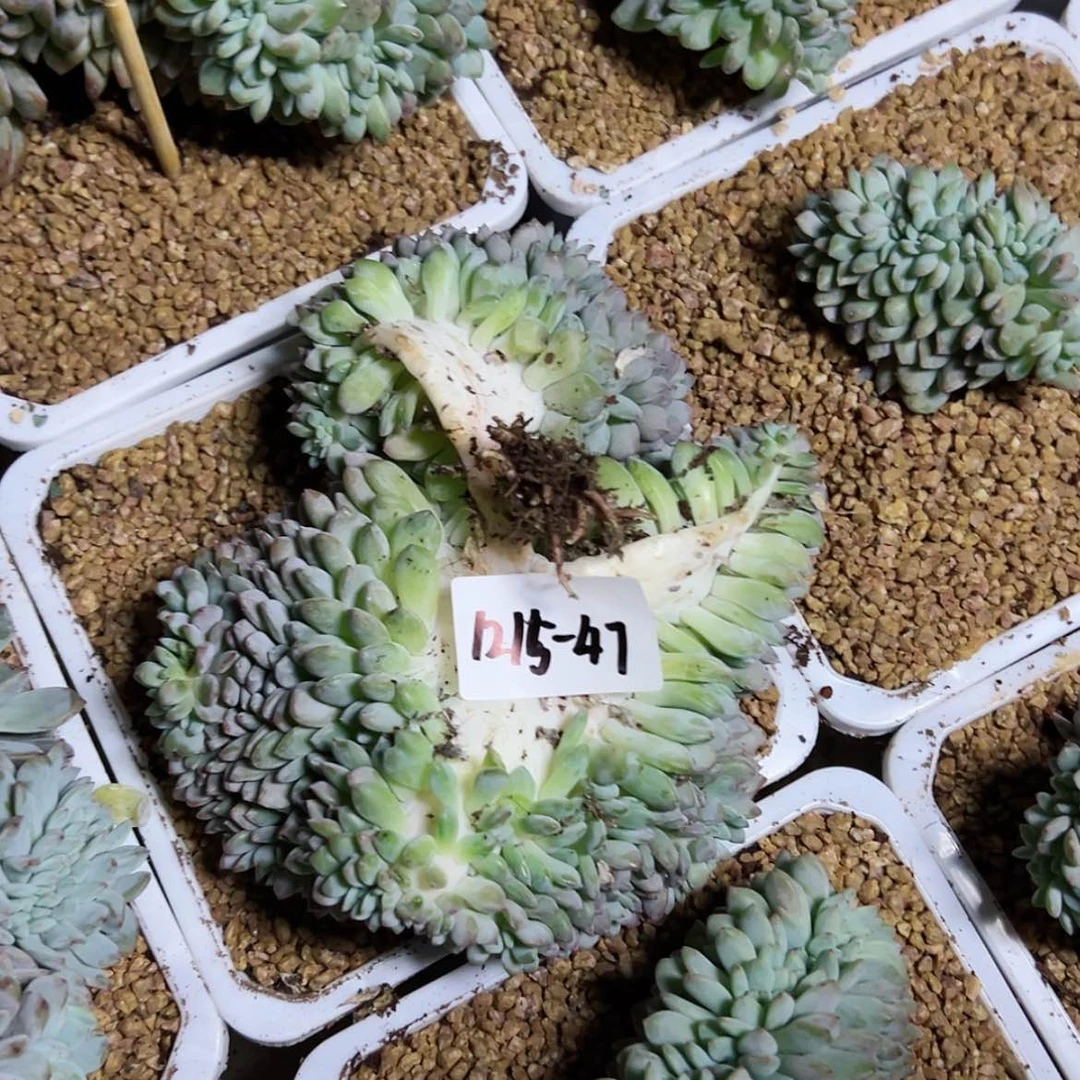 【闪购商品】糖*?1215-47大橙子缀