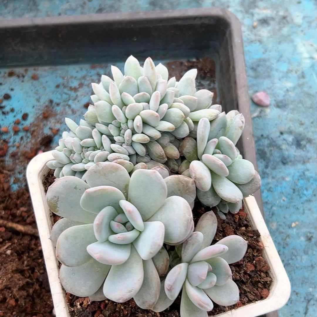 112-11星影缀多肉