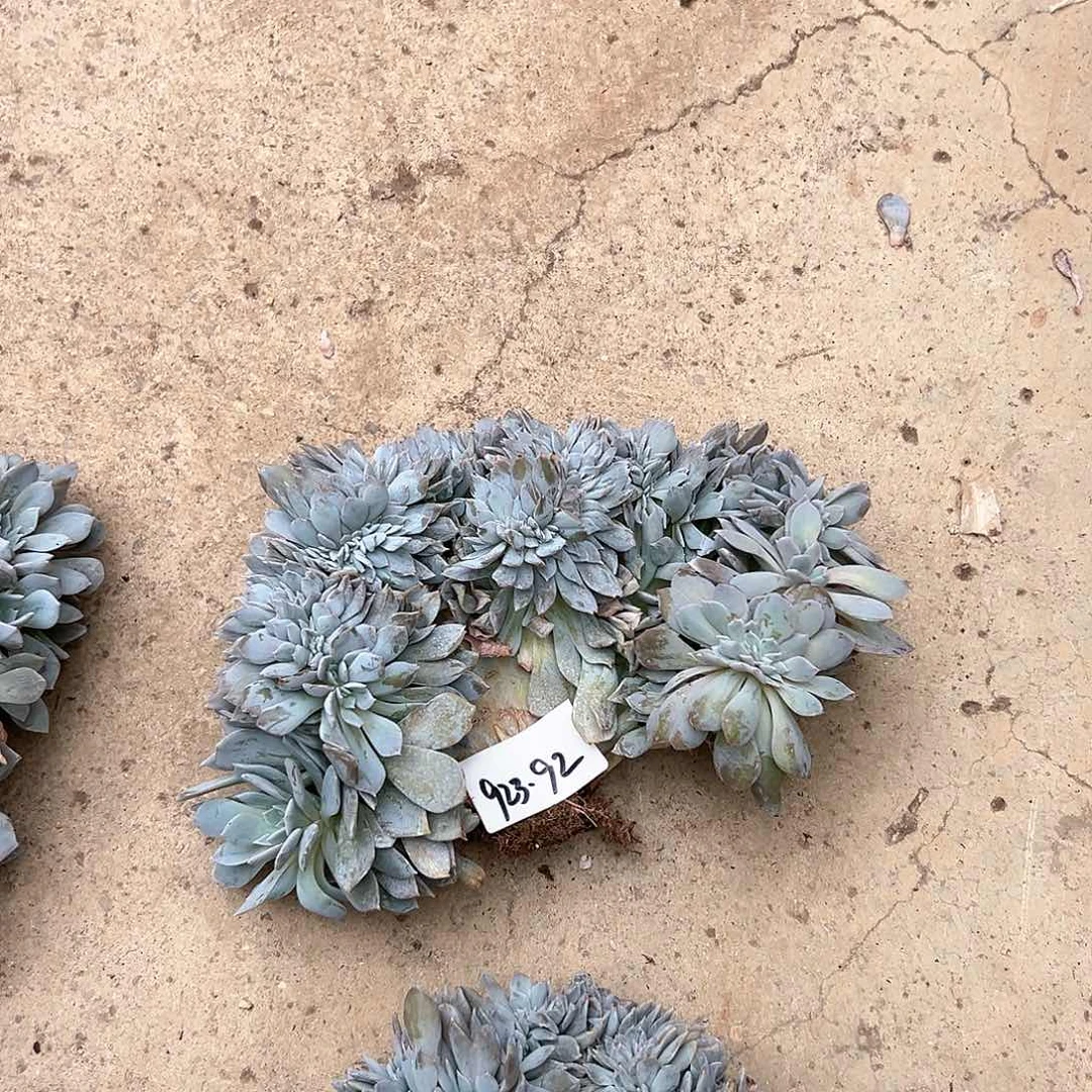 熊****茶923-92白茶缀化多肉