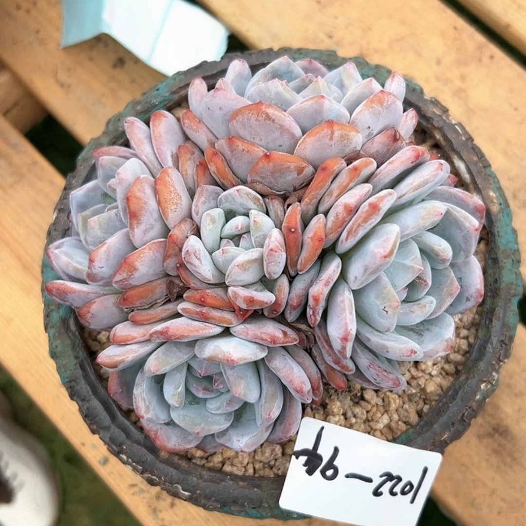 1022-94橙子多头裸根