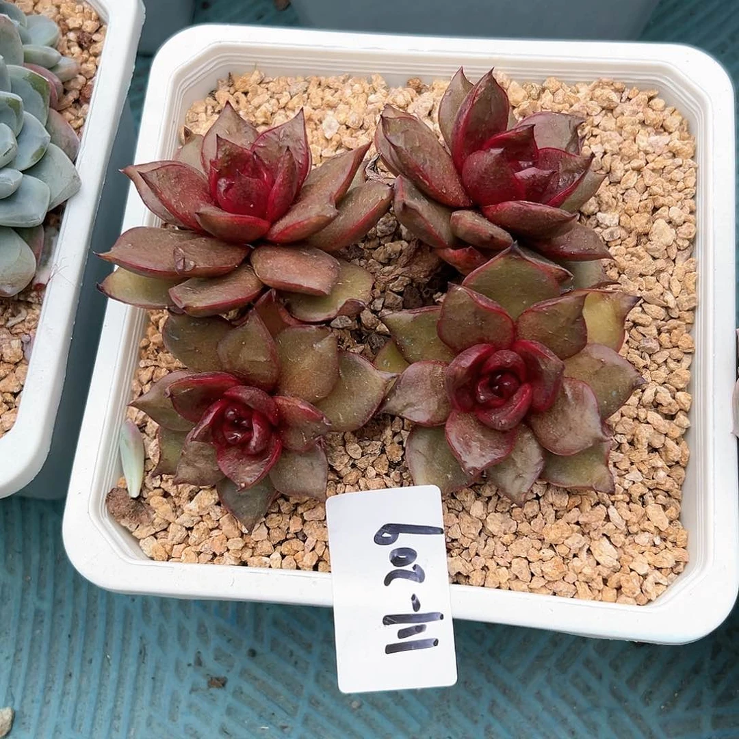 111-209黑水晶多肉