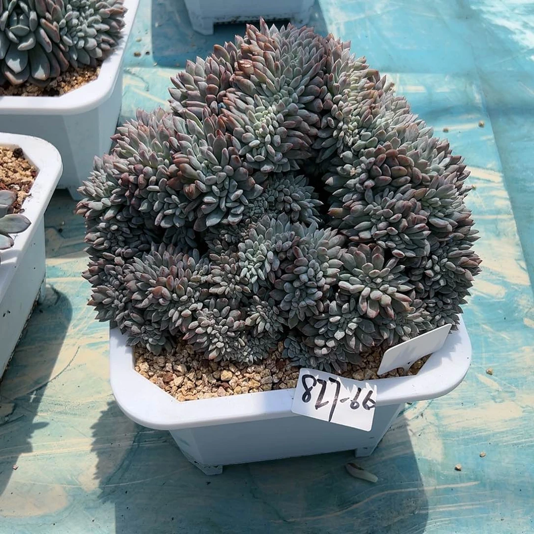 827-66橙子树缀多肉