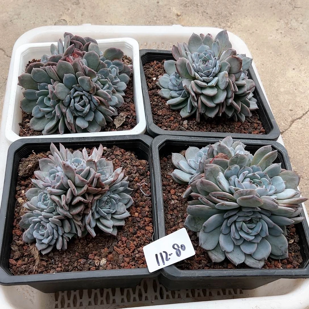 香**奶112-80冰魄组合4颗多肉