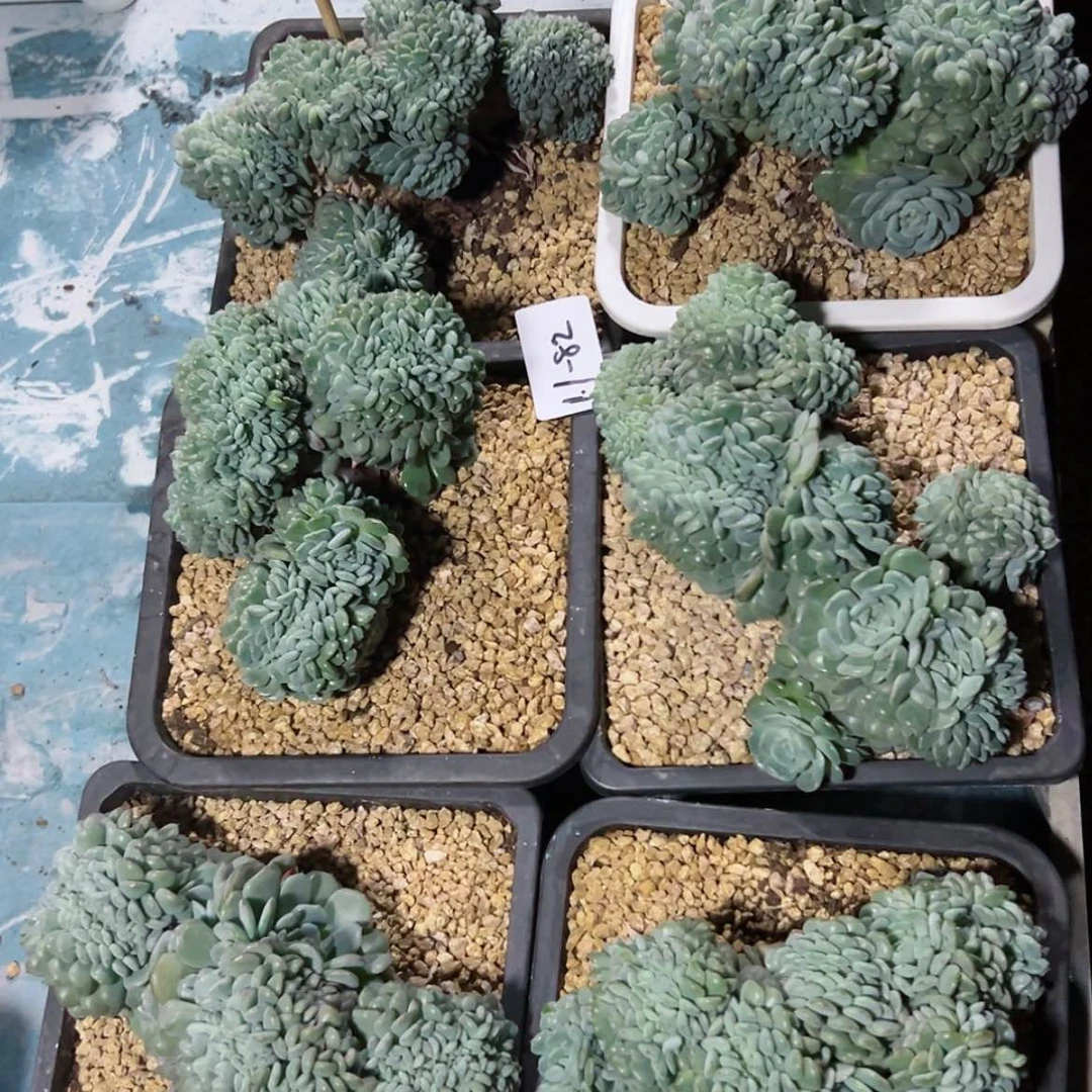 【闪购商品】1.1-82白胖子缀随机