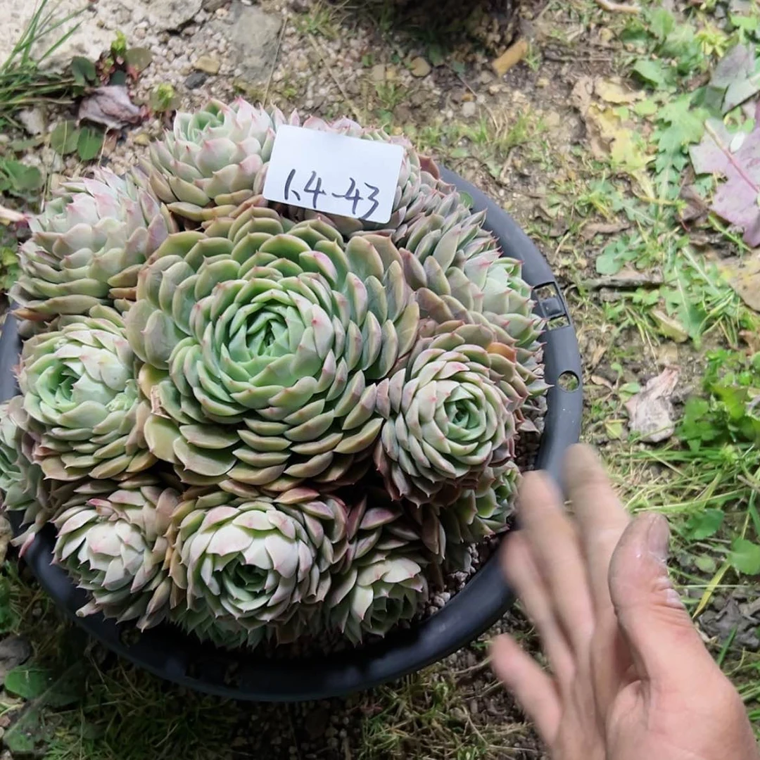 【闪购商品】J**n1.4-43昂斯诺