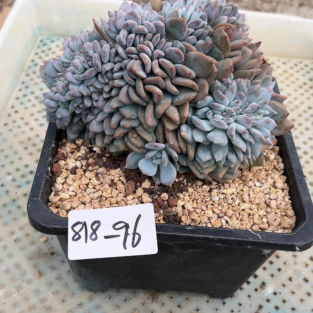 818-96橙子树缀多肉