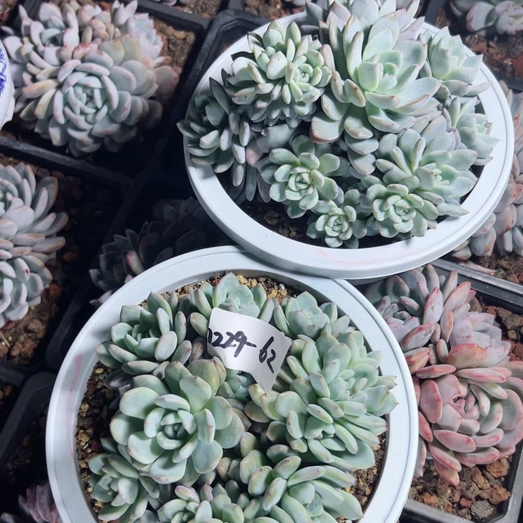 【闪购商品】独***欢1229-62橙子组合2颗