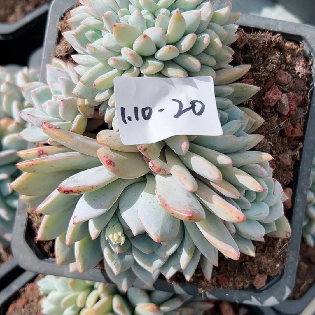 【闪购商品】110-20橙子缀