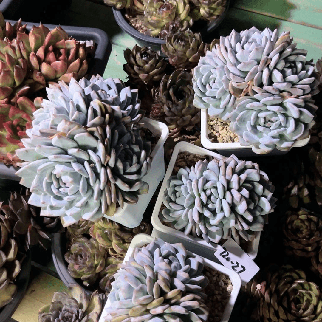 720-27朵朵橙子随机