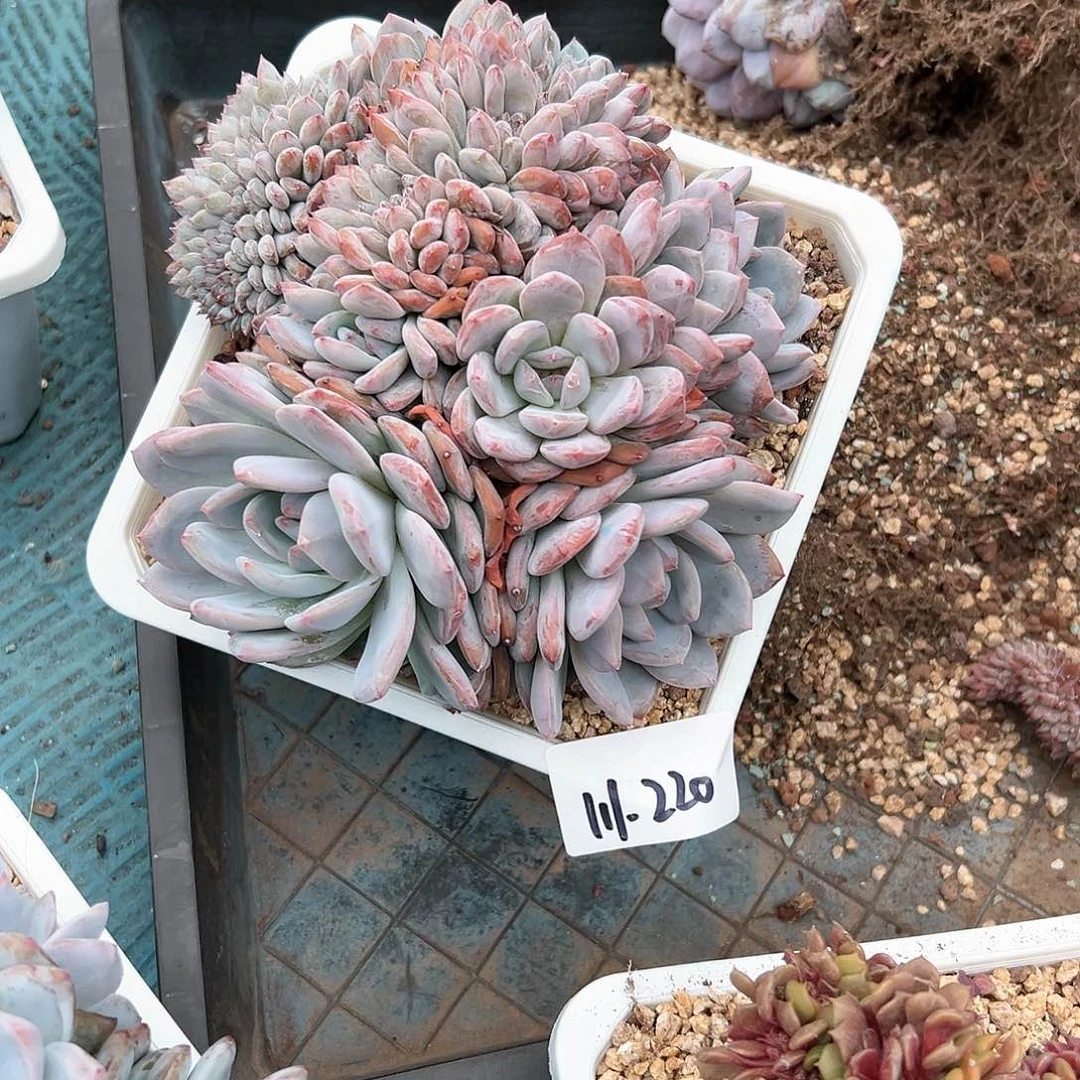 F****Y111-220橙子缀多肉寄养