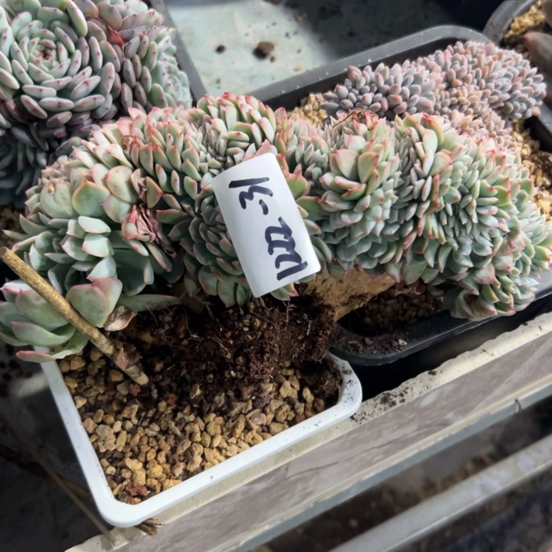 【闪购商品】c*l1222-31莎莎缀