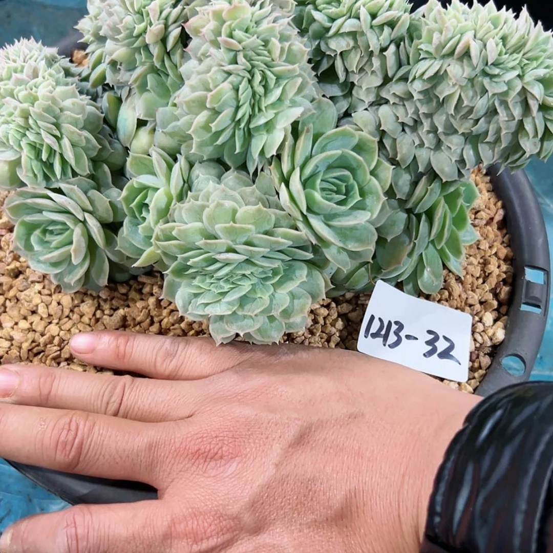 【闪购商品】凤*1213-32昂斯诺缀