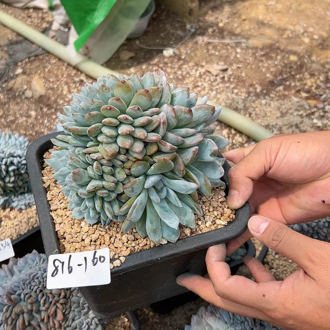 816-160橙子树缀多肉