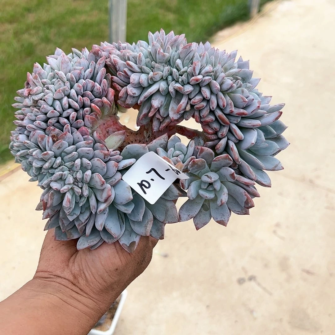 用****0107-60橙子树缀多肉