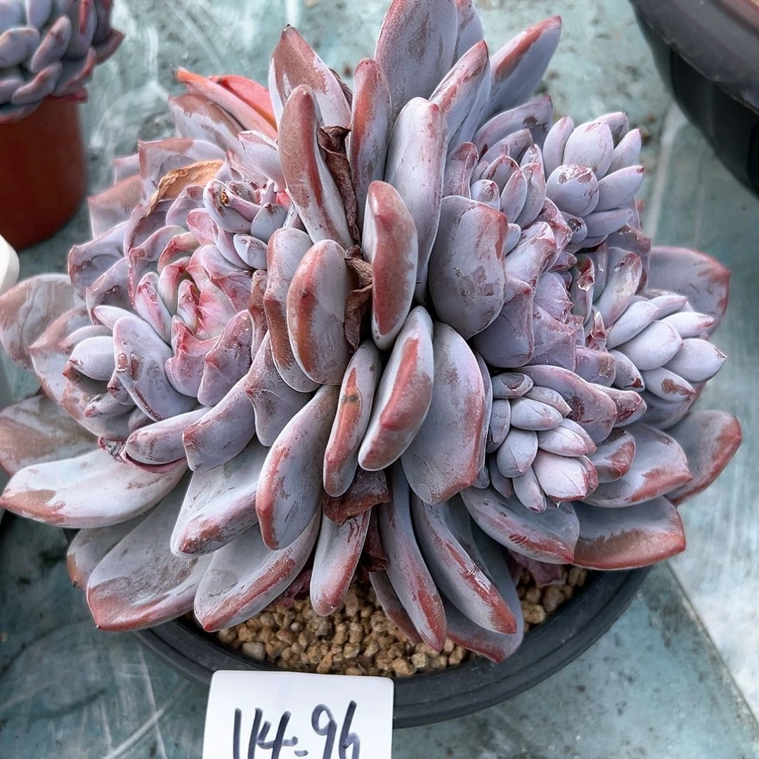 114-96石榴籽多肉