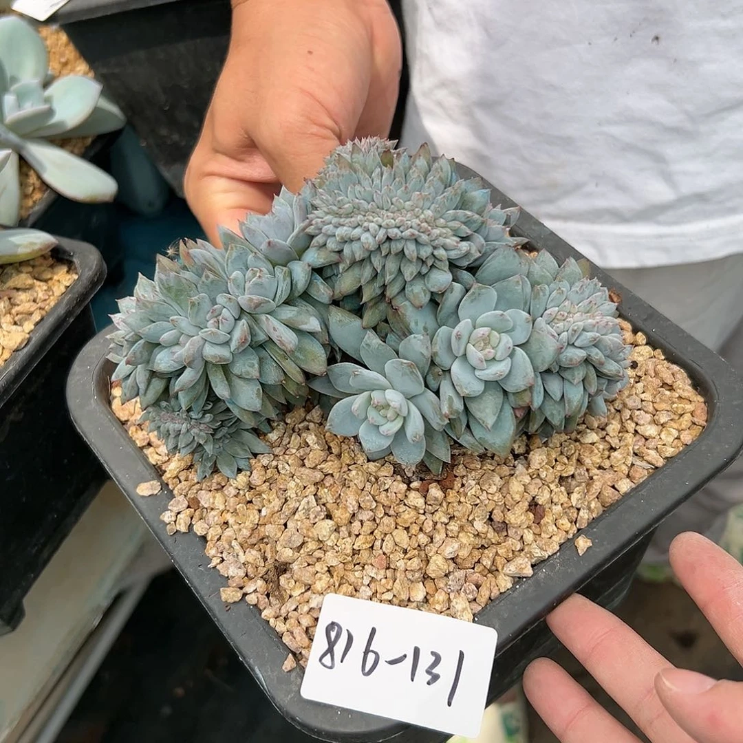 816-131橙子树缀多肉