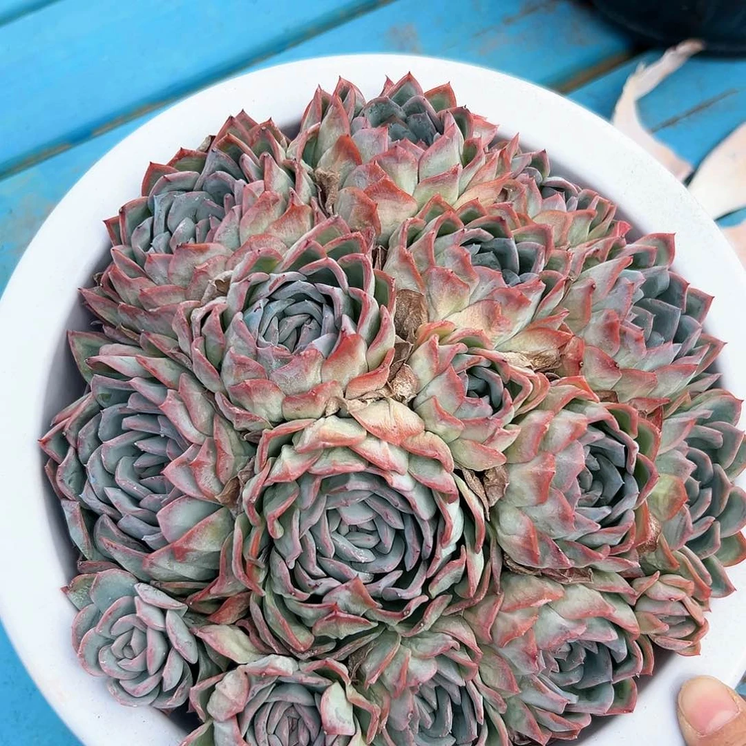 1031-84莎莎多头多肉