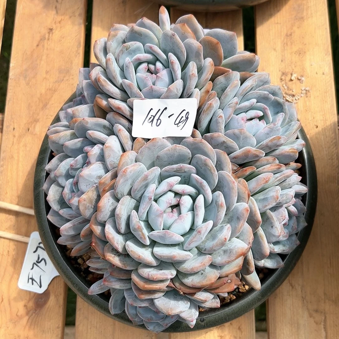 努****丑1016-49大橙子多头