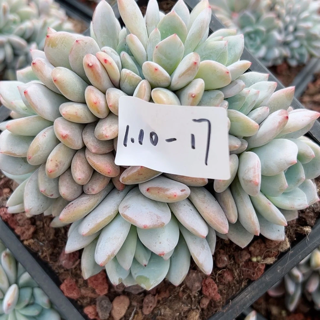 【闪购商品】110-17橙子朵朵缀