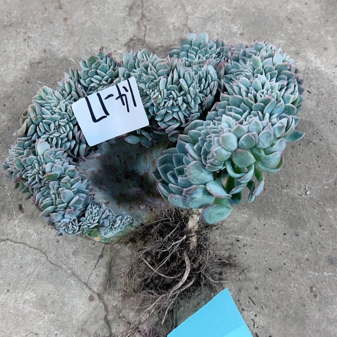【闪购商品】采****菇1.4-17莎莎缀