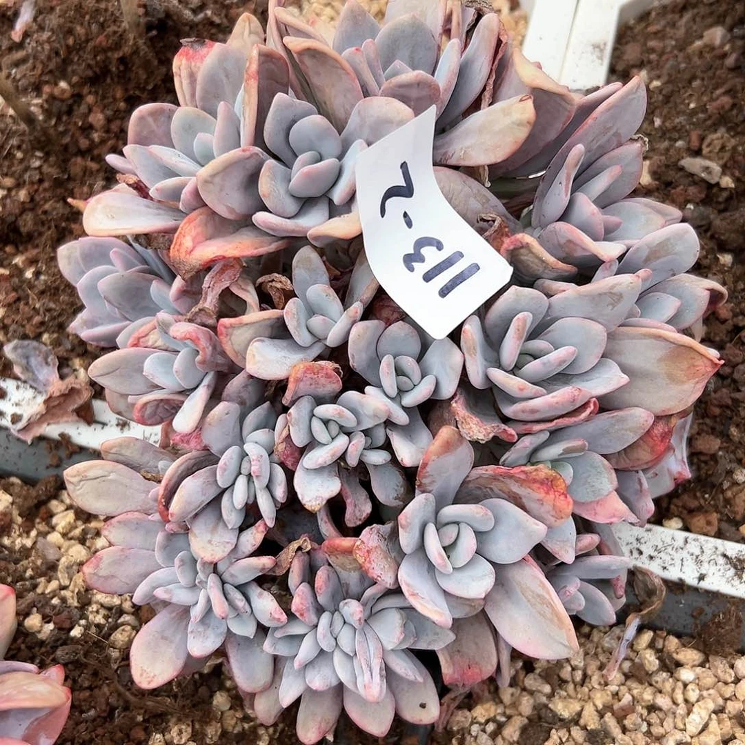 漂****肉113-2粉兔朵朵缀化多肉