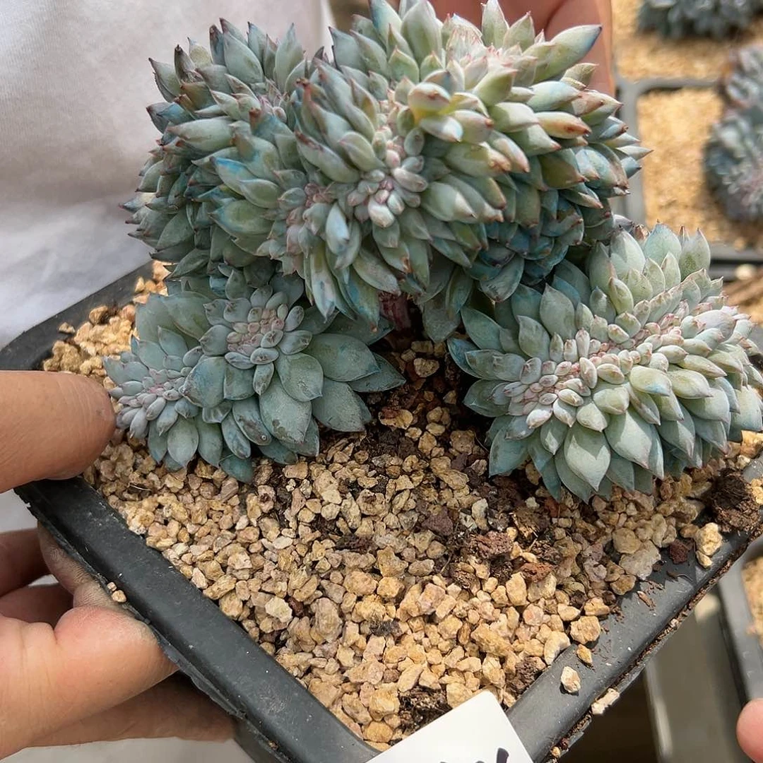816-146橙子树缀多肉
